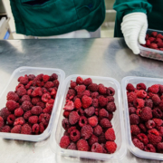 Frutas y Verduras